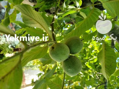 گردو تازه با پوست سبز در تهران در گروه خرید و فروش گردو در یکمیوه -عکس2