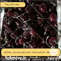 قیمت خرید گیلاس تکدانه مشهد در کشاورز در گروه خرید و فروش نهال میوه در یکمیوه