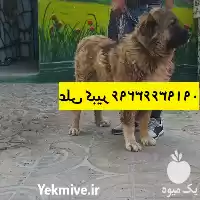 مرکز پرورش فروش آموزش سگ نگهبان در تهران در گروه سگ و گربه در یکمیوه