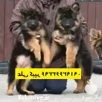 مرکز پرورش خرید سگ ژرمن شپرد در تهران در گروه سگ و گربه در یکمیوه