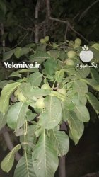 گردو تازه با پوست سبز در تهران در گروه خرید و فروش گردو در یکمیوه