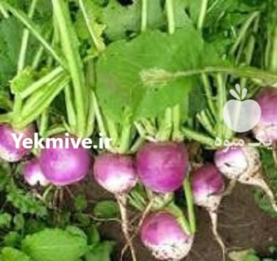 بذر شلغم دو رنگ ویلمورین در گروه خرید و فروش انواع بذر در یکمیوه -عکس1