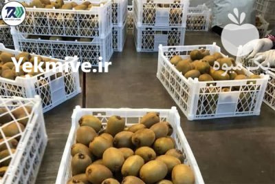 تامين و صادرات ميوه و تره بار در تهران در گروه خرید و فروش محصولات باغبانی در یکمیوه -عکس2