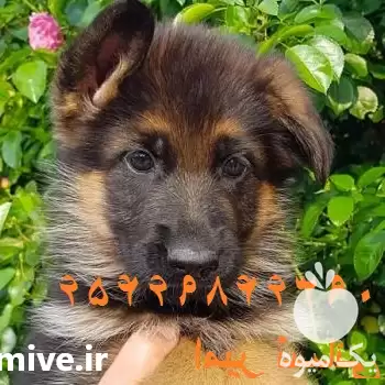 خرید فروش سگ ژرمن شپرد شولاین در گروه سگ و گربه در یکمیوه -عکس1