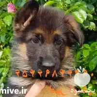 خرید فروش سگ ژرمن شپرد شولاین در گروه سگ و گربه در یکمیوه