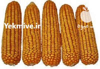 بذر ذرت سینگل کراس در قنوات در گروه خرید و فروش بذر ذرت در یکمیوه -عکس1