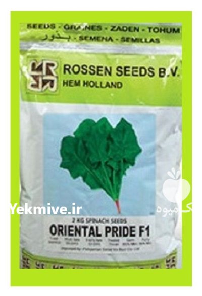 بذر اسفناج هیبرید اوربیتال در گروه خرید و فروش انواع بذر در یکمیوه -عکس1