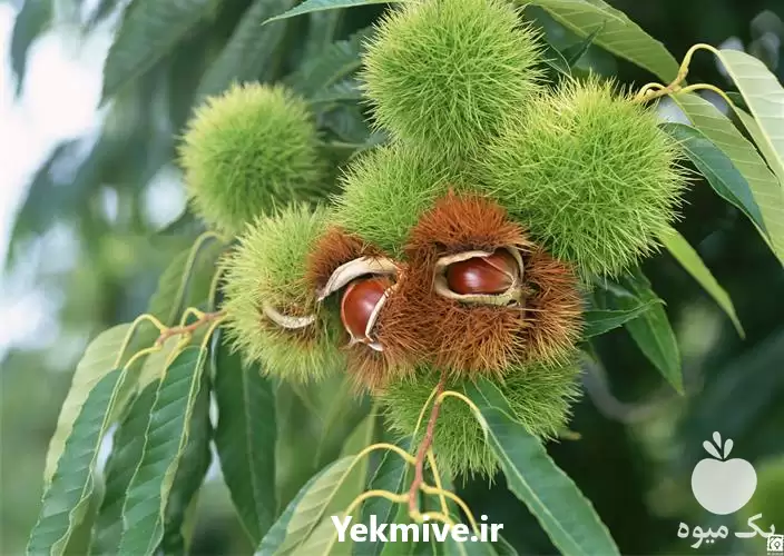 قیمت خرید شاه بلوط نهال شاه در گروه خرید و فروش نهال در یکمیوه -عکس1