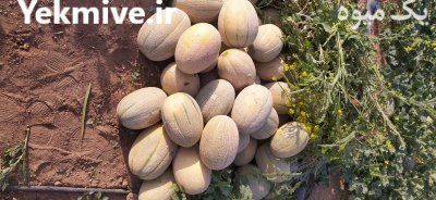 فروش صیفی جات خربزه ملون جانا در گروه خرید و فروش ملون در یکمیوه -عکس1