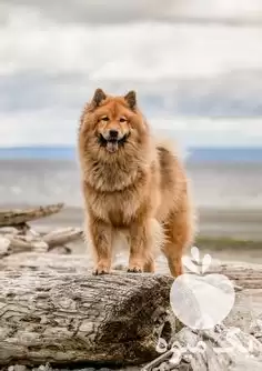 قیمت خرید سگ چاوچاو اصیل در کرج در گروه سگ و گربه در یکمیوه -عکس1