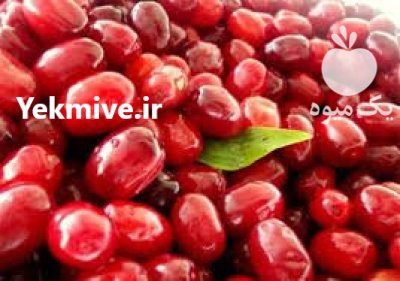 زغال اخته تازه بهترین نوع در تجریش در گروه خرید و فروش محصولات باغبانی در یکمیوه -عکس1