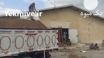 کود مرغی گوشتی در گنبد کاووس در گروه خرید و فروش کود مرغی در یکمیوه -عکس1