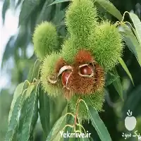 قیمت خرید شاه بلوط نهال شاه در گروه خرید و فروش نهال در یکمیوه