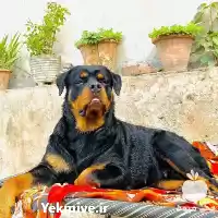 مرکز پرورش فروش سگ روتوایلر اصیل در کرج در گروه سگ و گربه در یکمیوه