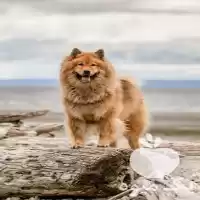 قیمت خرید سگ چاوچاو اصیل در کرج در گروه سگ و گربه در یکمیوه