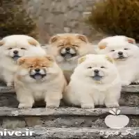 خرید فروش مرکز سگ چاوچاو پوزه در تهران در گروه سگ و گربه در یکمیوه