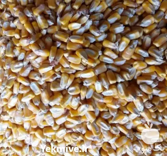 قیمت خرید ذرت دانه ای در گروه خرید و فروش ذرت در یکمیوه -عکس1
