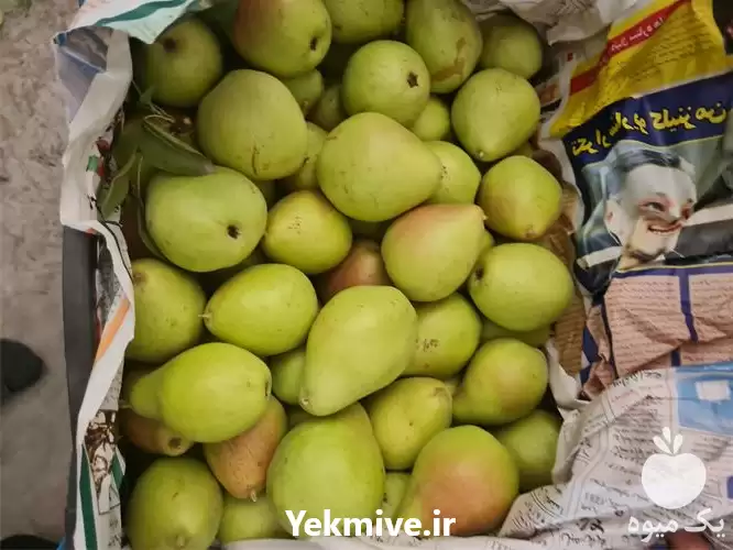 میوه گلابی اسپادانا دیر رس در گرگان در گروه خرید و فروش گلابی در یکمیوه -عکس1