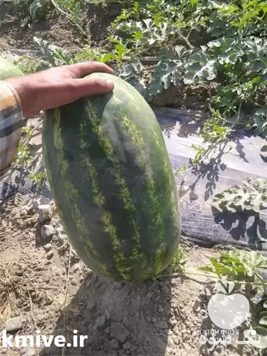 قیمت خرید هندوانه صادراتی در گروه خرید و فروش هندوانه در یکمیوه -عکس1