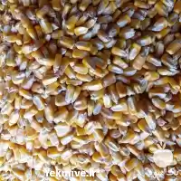 قیمت خرید ذرت دانه ای در گروه خرید و فروش ذرت در یکمیوه