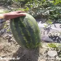 قیمت خرید هندوانه صادراتی در گروه خرید و فروش هندوانه در یکمیوه