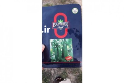 بذر خیار گلخانه ای سالار در ایلام در گروه خرید و فروش بذر خیار در یکمیوه -عکس1