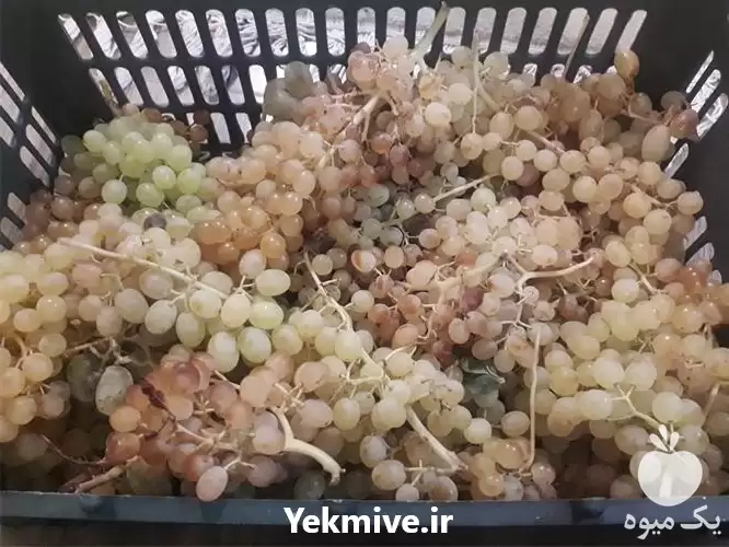 قیمت خرید انگور ارگانیک در تبریز در گروه خرید و فروش انگور در یکمیوه -عکس1