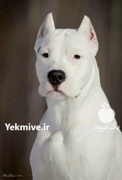 خرید و فروش سگ داگو ارزانتینو در گروه سگ و گربه در یکمیوه -عکس1