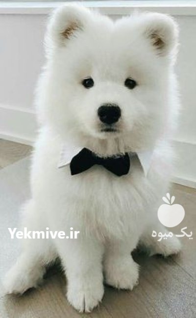 خرید و فروش سگ سامویید در تنکمان در گروه سگ و گربه در یکمیوه -عکس1