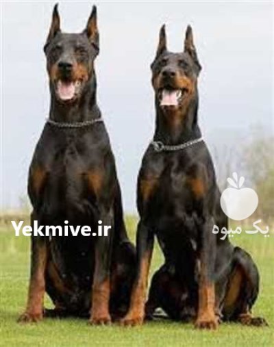 خرید و فروش سگ دوبرمن در شهرجدید هشتگرد در گروه سگ و گربه در یکمیوه -عکس1