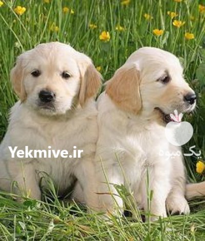 خرید و فروش سگ گلدن روتریور در چهارباغ در گروه سگ و گربه در یکمیوه -عکس1