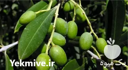 خرید نهال زیتون الک ترکیه در گروه خرید و فروش نهال زیتون در یکمیوه -عکس1