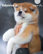 خرید فروش سگ اکیتا ژاپنی امریکن در کرج در گروه سگ و گربه در یکمیوه