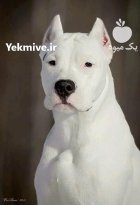 خرید و فروش سگ داگو ارزانتینو در گروه سگ و گربه در یکمیوه