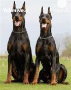 خرید و فروش سگ دوبرمن در شهرجدید هشتگرد در گروه سگ و گربه در یکمیوه