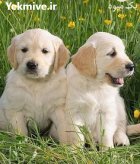 خرید و فروش سگ گلدن روتریور در چهارباغ در گروه سگ و گربه در یکمیوه