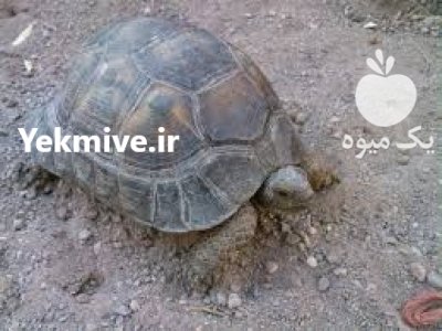 لاک پشت متوسط در تهران در گروه حیوانات خانگی در یکمیوه -عکس1