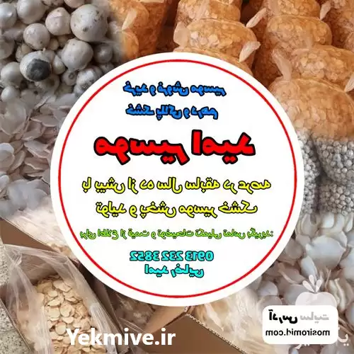 تولید فروش موسیر خشک پلاکی درهم در اصفهان در گروه خرید و فروش سیر در یکمیوه -عکس1