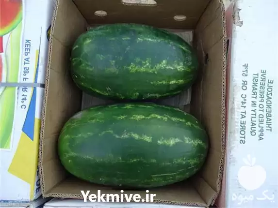 قیمت خرید هندوانه صادراتی در زاهدان در گروه خرید و فروش هندوانه در یکمیوه -عکس1