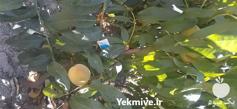 قیمت خرید انواع نهال میوه در مشهد در گروه خرید و فروش نهال میوه در یکمیوه -عکس1