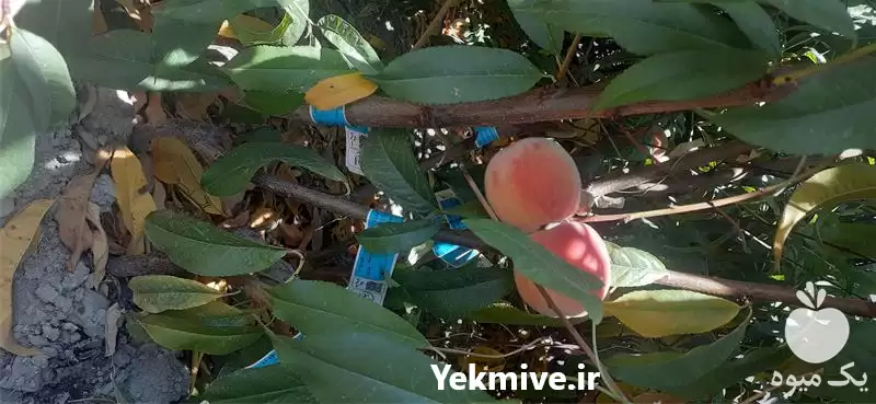 پیش فروش نهال درخت سیب انوع در بجنورد در گروه خرید و فروش نهال درخت در یکمیوه -عکس1