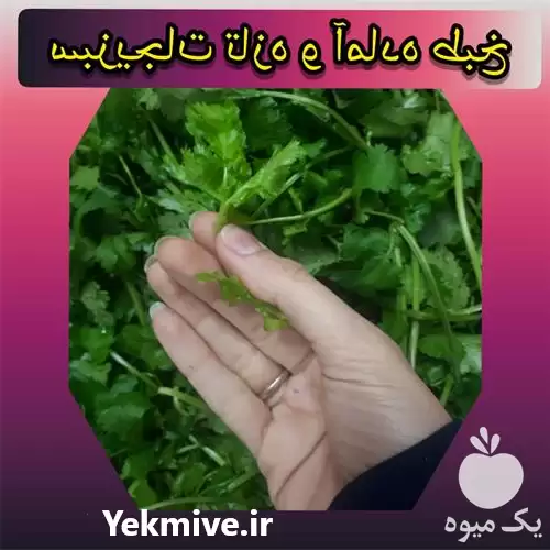 قیمت خرید ارگانیک رافام در اصفهان در گروه خرید و فروش سبزیجات در یکمیوه -عکس1