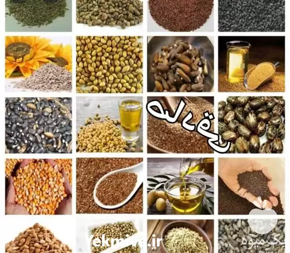 فروش انواع دانه های روغنی در گروه خرید و فروش دانه های روغنی در یکمیوه -عکس1