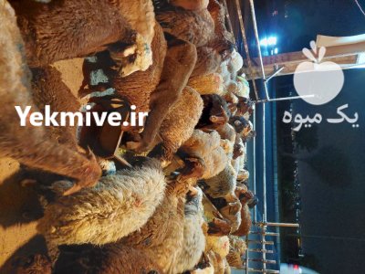 فروش گوسفند زنده از دامداری دام در اندیشه در گروه گاو و گوسفند و میش و بز کهره گوساله در یکمیوه -عکس2