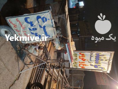 فروش گوسفند زنده از دامداری دام در اندیشه در گروه گاو و گوسفند و میش و بز کهره گوساله در یکمیوه -عکس3