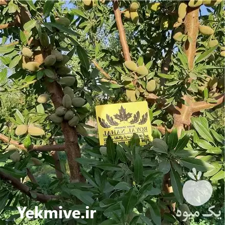 خرید نهال بادام فرانیس کلون 435 در تهران در گروه خرید و فروش نهال بادام در یکمیوه -عکس1