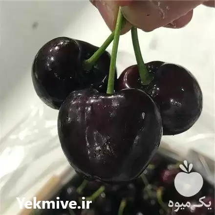 خرید نهال گیلاس تکدانه هارت در تهران در گروه خرید و فروش نهال میوه در یکمیوه -عکس1