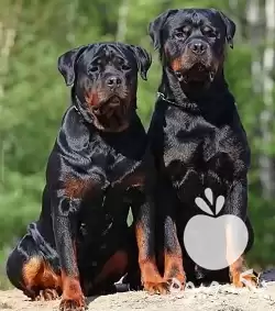 مرکز پرورش فروش سگ روتوایلر اصیل در تهران در گروه سگ و گربه در یکمیوه -عکس1