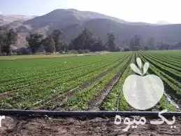 فروش نوار تیپ نوارتیپ لوله پلی اتیدن در گروه خرید و فروش نوار تیپ در یکمیوه -عکس1