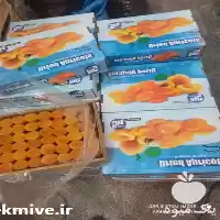 فروش قیسی درجه یک در تبریز در گروه خرید و فروش زردآلو در یکمیوه